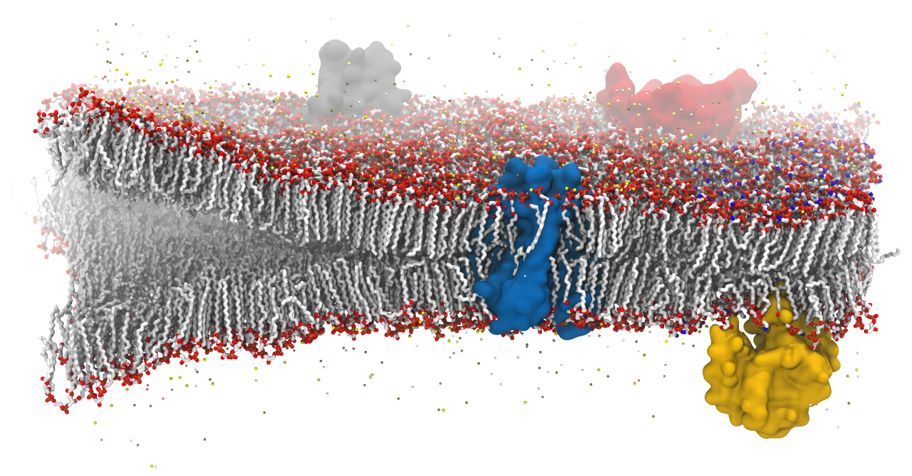 Home Lipid Builder